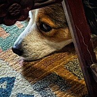 Buy canvas prints of A close up of a dog by Philip Teale