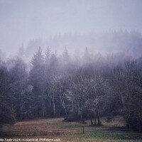 Buy canvas prints of Misty forest by Philip Teale