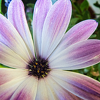 Buy canvas prints of African daisy by Philip Teale