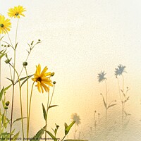 Buy canvas prints of Sunflowers by Philip Teale