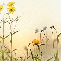 Buy canvas prints of Sunflowers by Philip Teale