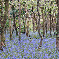 Buy canvas prints of Bluebells, Tehidy Woods, Cornwall by Brian Pierce
