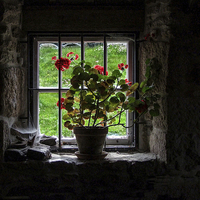Buy canvas prints of  Levant Engine House Window, Cornwall by Brian Pierce