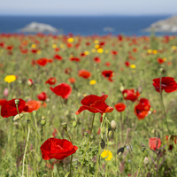 Buy canvas prints of  Poppies at West Pentire, Newquay, Cornwall by Brian Pierce