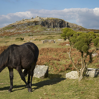 Buy canvas prints of  Bodmin Moor Pony, Sharptor, Cornwall by Brian Pierce