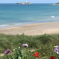 Buy canvas prints of Wildflowers at Godrevy, Cornwall  by Brian Pierce