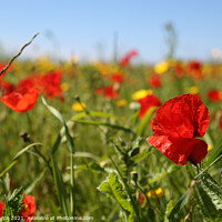Buy canvas prints of Poppies by Brian Pierce