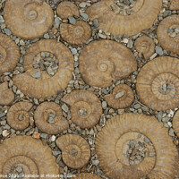 Buy canvas prints of Ammonite Pavement (Colour)  by Brian Pierce
