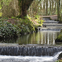 Buy canvas prints of The cascade, Tehidy Country Park, Cornwall by Brian Pierce