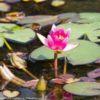 Buy canvas prints of Water Lily by Brian Pierce