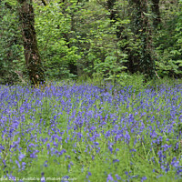 Buy canvas prints of Bluebell Wood, Cornwall by Brian Pierce