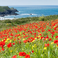 Buy canvas prints of Poppies at Polly Joke, Cornwall by Brian Pierce