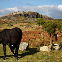 Buy canvas prints of Pony grazing on Bodmin Moor, Cornwall by Brian Pierce