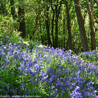 Buy canvas prints of Bluebell Wood by Brian Pierce