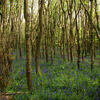 Buy canvas prints of Bluebell Woods, Cornwall by Brian Pierce