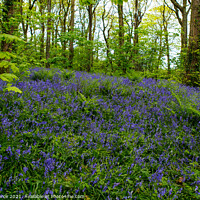 Buy canvas prints of Bluebell Wood, Cornwall  by Brian Pierce