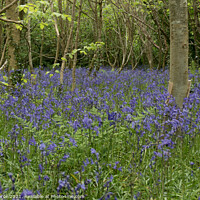 Buy canvas prints of Bluebell Wood, Cornwall by Brian Pierce