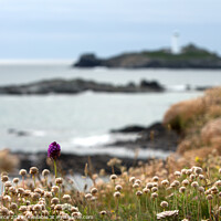 Buy canvas prints of Thrift, Orchids and Godrevy Lighthouse from the So by Brian Pierce