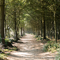 Buy canvas prints of Avenue of Trees, Tehidy, Cornwall  by Brian Pierce