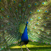 Buy canvas prints of Peacock by Brian Pierce