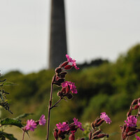 Buy canvas prints of Red Campion with a Cornish Mine by Brian Pierce