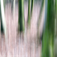Buy canvas prints of Trees (Intentional Camera Movement)  by Brian Pierce