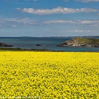 Buy canvas prints of Corn Marigolds at West Pentire  by Brian Pierce
