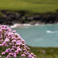 Buy canvas prints of Thrift/Sea Pinks on the cliff above Polly Joke by Brian Pierce
