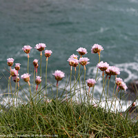 Buy canvas prints of Thrift/Sea Pinks on the cliff above Prussia Cove by Brian Pierce