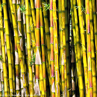 Buy canvas prints of Bamboo by Brian Pierce