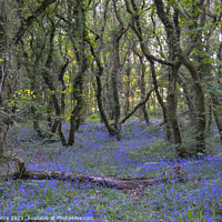Buy canvas prints of Bluebell Woods, Cornwall by Brian Pierce