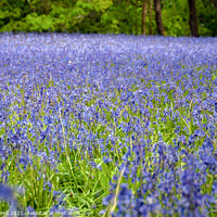 Buy canvas prints of Bluebells Cornwall by Brian Pierce