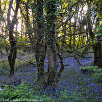 Buy canvas prints of Bluebell Woods, Cornwall  by Brian Pierce