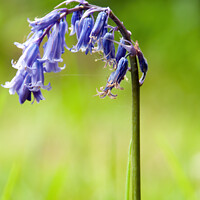Buy canvas prints of Bluebell by Brian Pierce