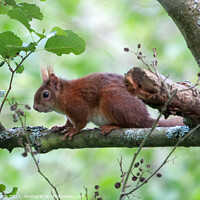 Buy canvas prints of Red Squirrel  by Brian Pierce