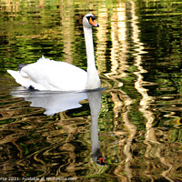 Buy canvas prints of Swan Reflection by Brian Pierce