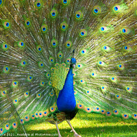 Buy canvas prints of Peacock Displaying by Brian Pierce
