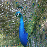 Buy canvas prints of Peacock Displaying  by Brian Pierce