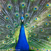Buy canvas prints of Peacock Displaying (Panorama) by Brian Pierce