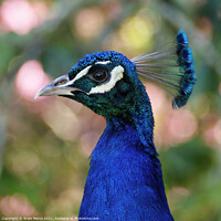 Buy canvas prints of A close up a Peacock by Brian Pierce
