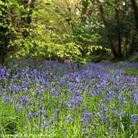 Buy canvas prints of Bluebell Wood, Cornwall  by Brian Pierce