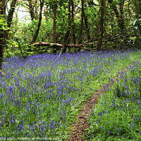 Buy canvas prints of Path through a bluebell wood by Brian Pierce