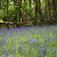 Buy canvas prints of Bluebell Woods by Brian Pierce