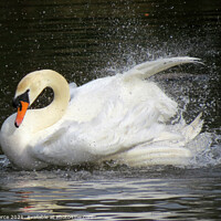 Buy canvas prints of Swan bathing by Brian Pierce