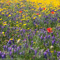 Buy canvas prints of A Cornish Wildflower Meadow by Brian Pierce