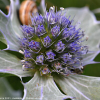 Buy canvas prints of Sea Holly by Brian Pierce
