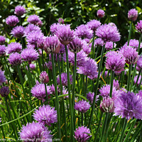 Buy canvas prints of Wild Chives by Brian Pierce