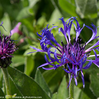 Buy canvas prints of Greater Knapweed by Brian Pierce