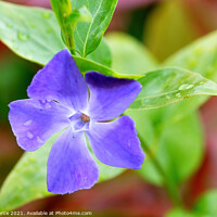 Buy canvas prints of Periwinkle by Brian Pierce