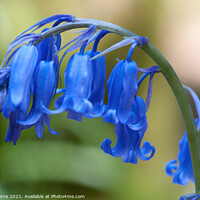Buy canvas prints of Bluebell by Brian Pierce